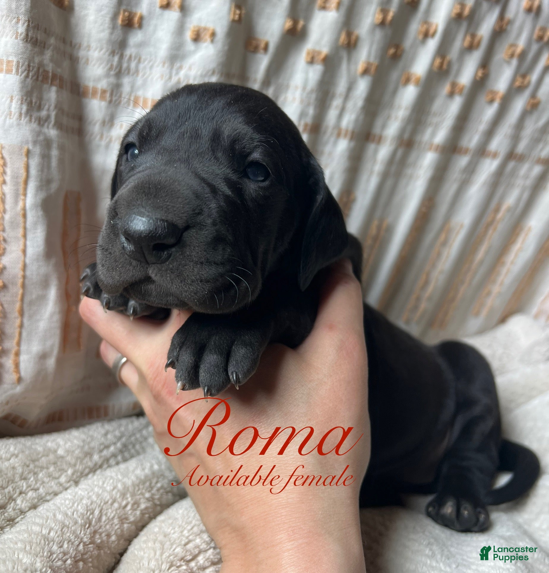 Great Dane dogs Roma - Ad 7