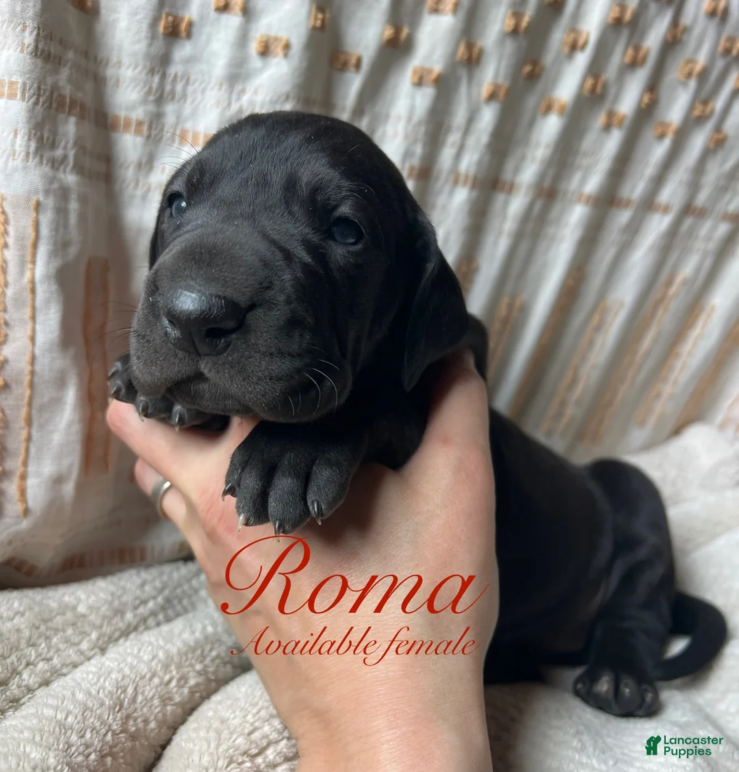 Great Dane dogs for sale: Roma - Ad 1