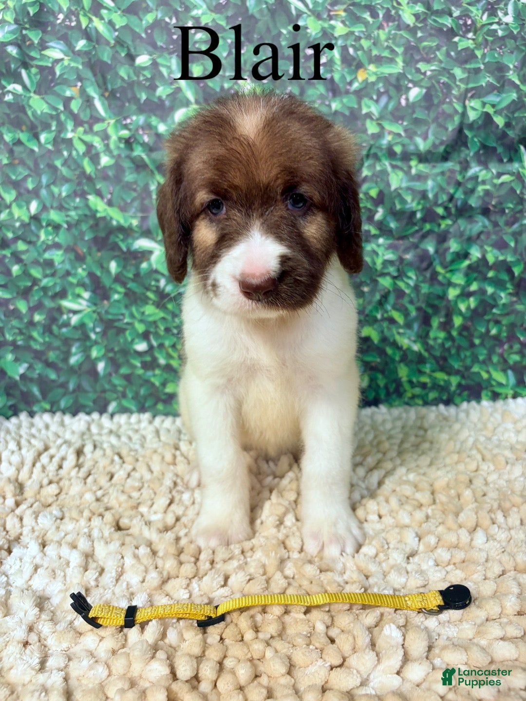 Saint Berdoodles dogs Blair - Ad 1