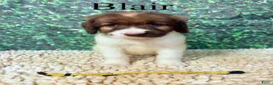 Blair