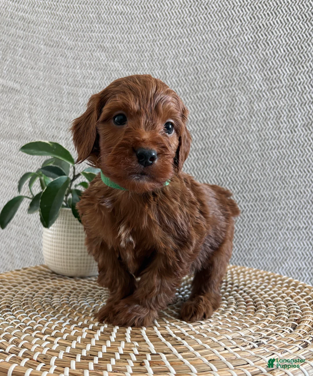 Irish Doodle dogs for sale: Romeo - Ad 2