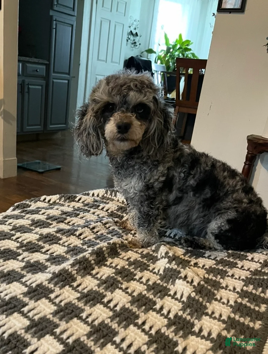 Yorkiepoo dogs for sale: Yorkiepoo Puppy 1 - Ad 6