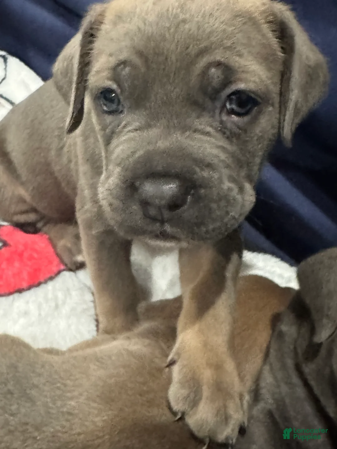 Cane Corso dogs for sale: Cane Corso 5 - Ad 1