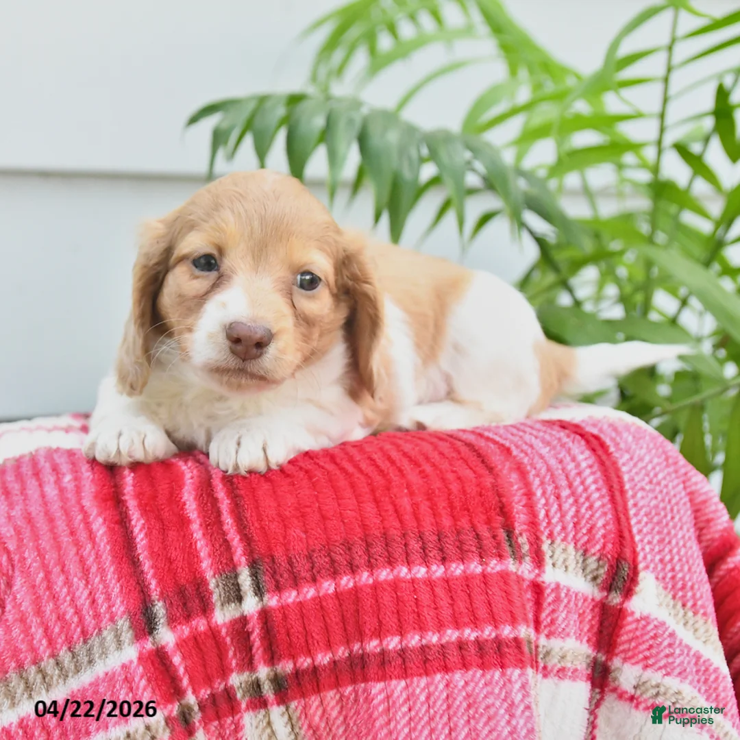 Dachshund dogs for sale: Timmy - Ad 2