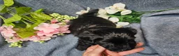 Havapoo dogs for sale: Joey (Male) - Ad 1