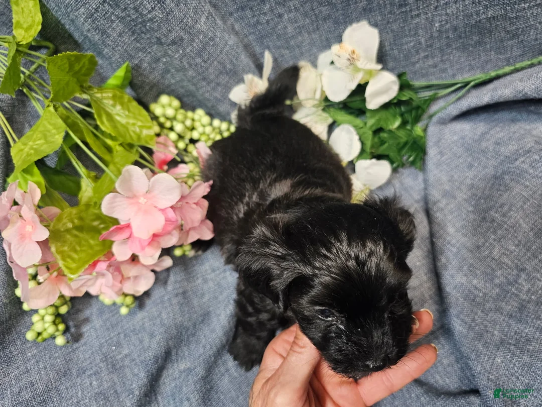 Havapoo dogs for sale: Joey (Male) - Ad 1