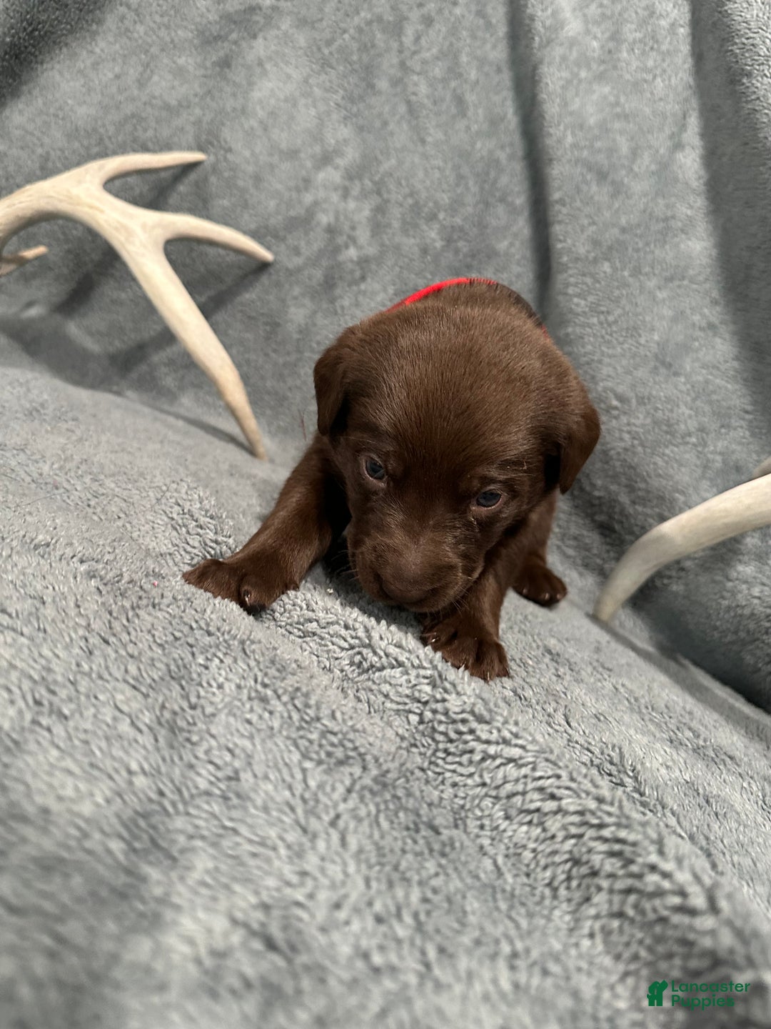 Labrador Retriever dogs for sale: Coco - Ad 2