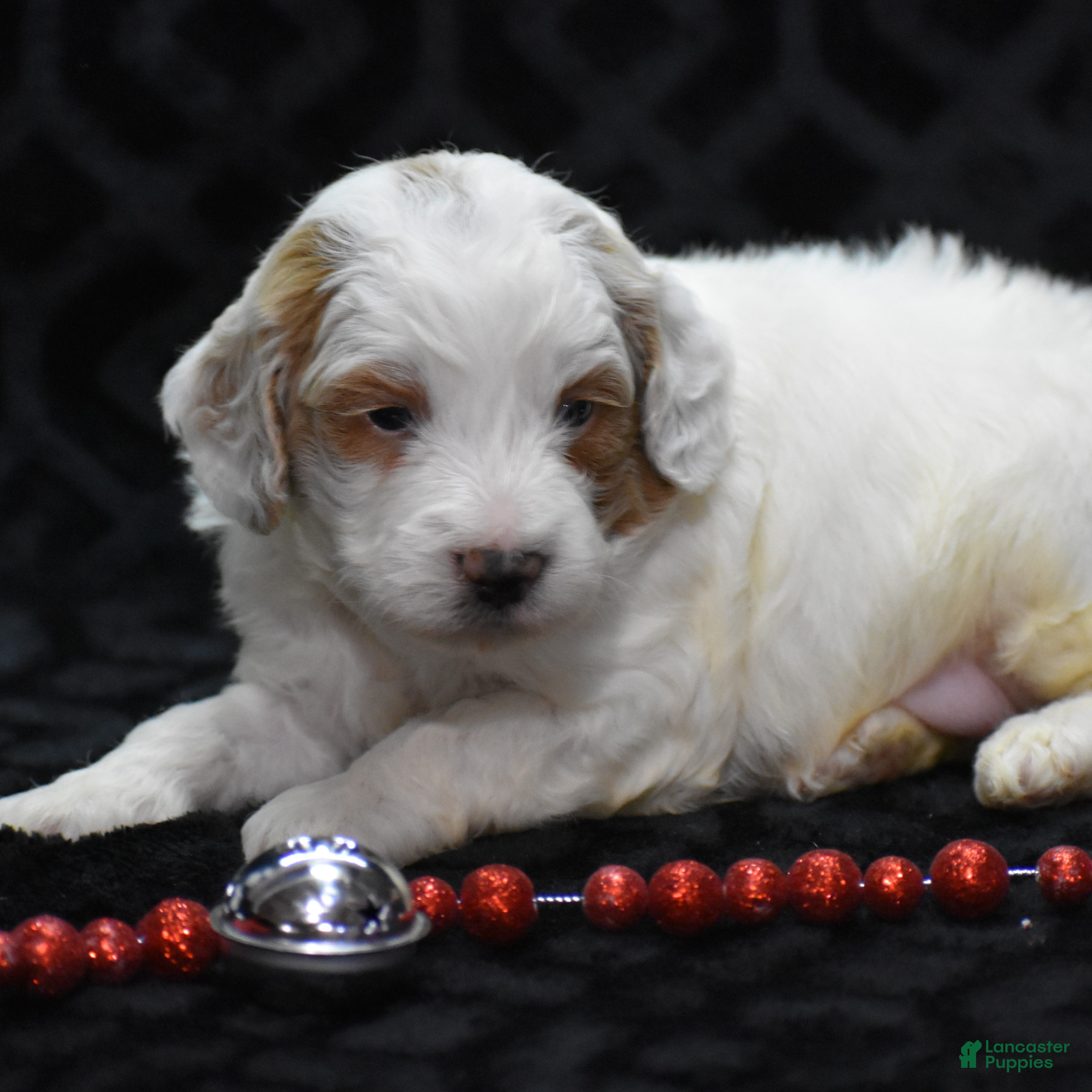 Mini Goldendoodle dogs Gordy - Ad 22