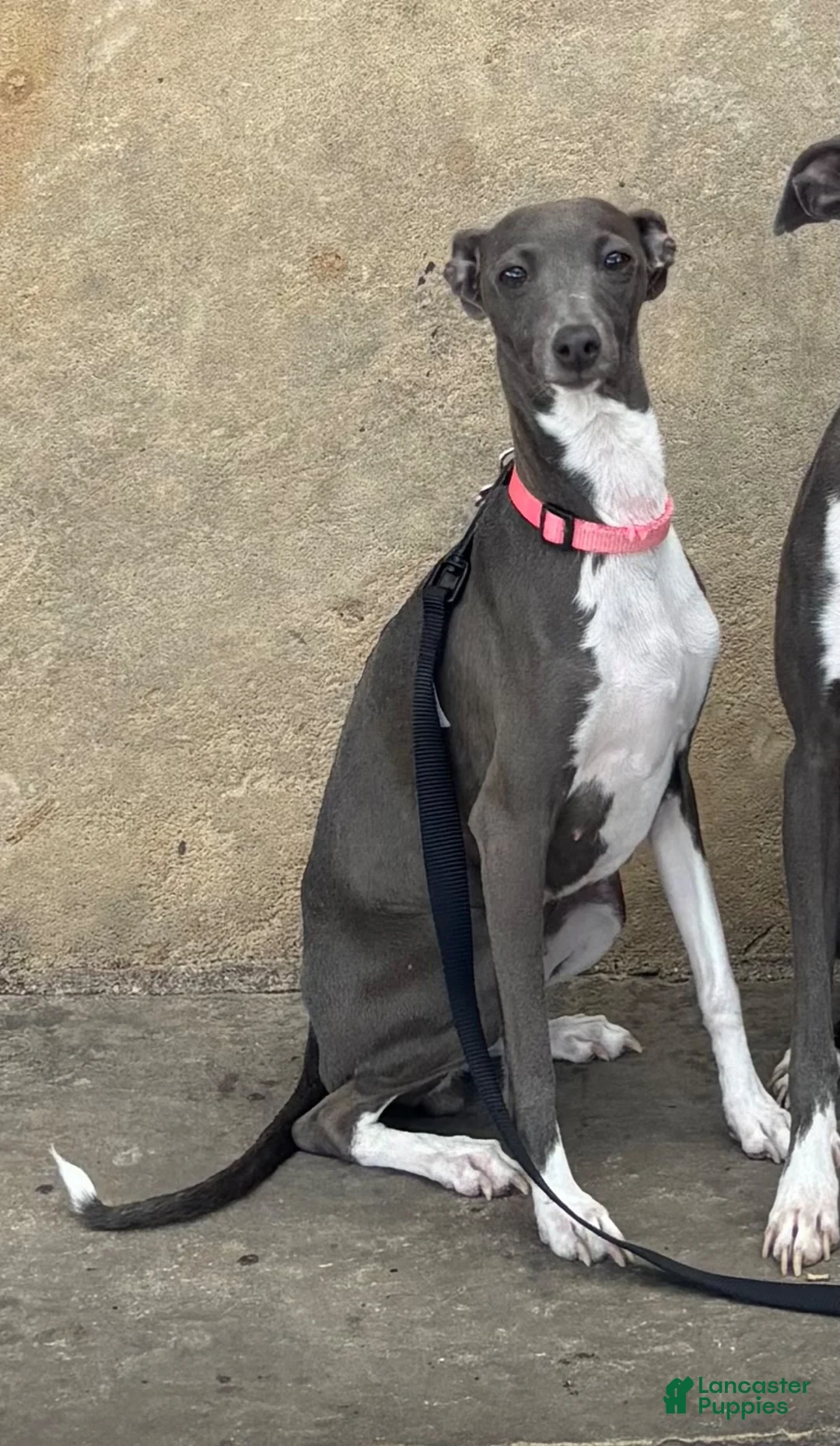 Italian Greyhound dogs for sale: Italian Greyhound 2 - Ad 3