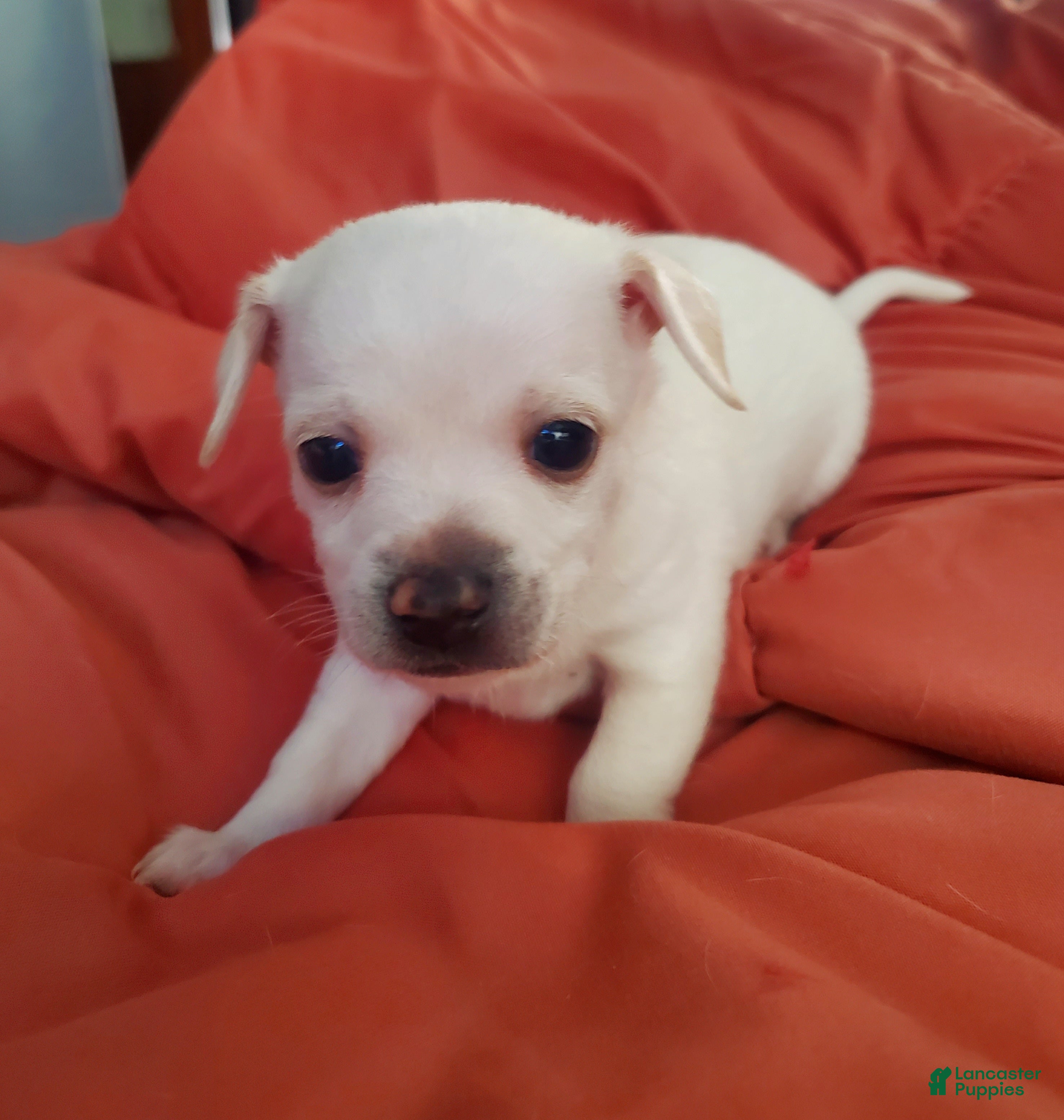 Chiweenie dogs Chiweenie Puppy 1 - Ad 4