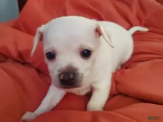 Chiweenie dogs Chiweenie Puppy 1 - Ad 4