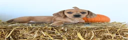Miniature Dachshund dogs for sale: Belle - Ad 5