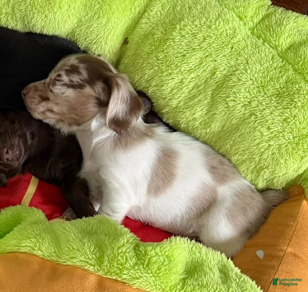 Dachshund dogs for sale: Bubble Gum - Ad 2