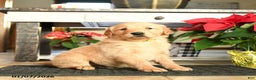 Golden Retriever dogs for sale: Rex - Ad 2