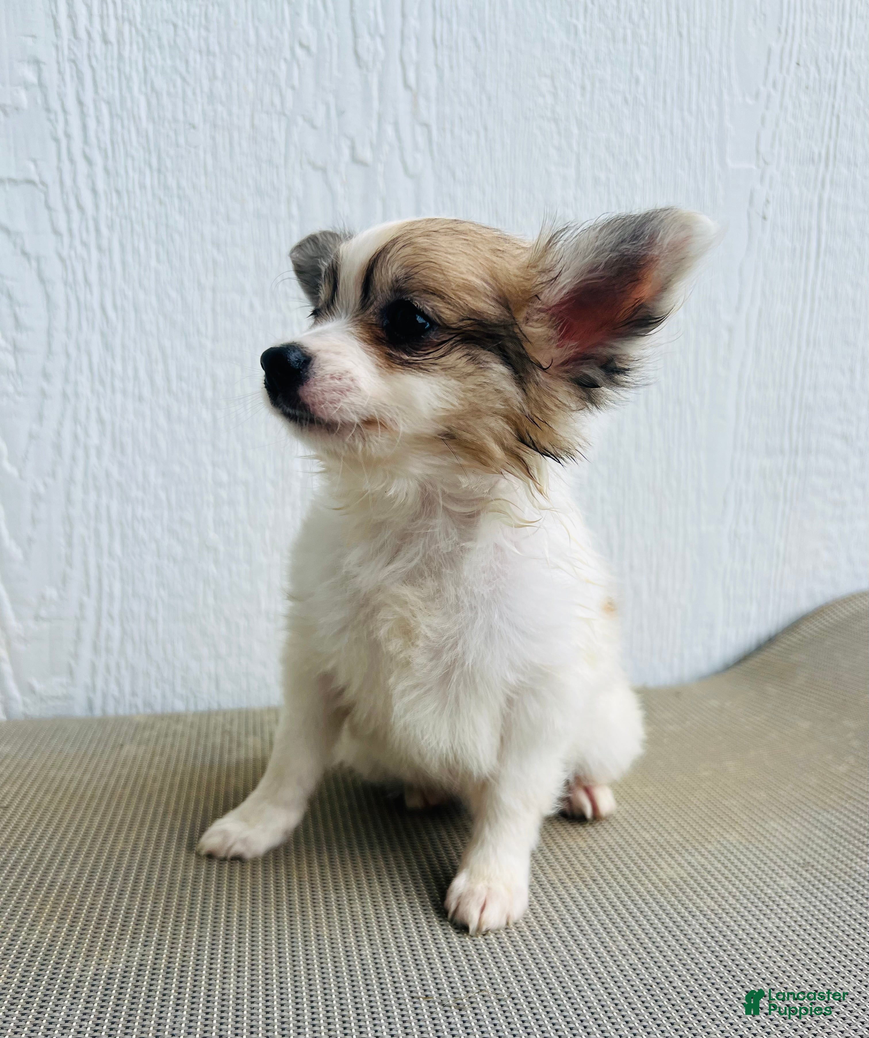 Papillon dogs Rocky - Ad 2
