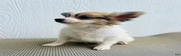 Papillon dogs for sale: Rocky - Ad 2