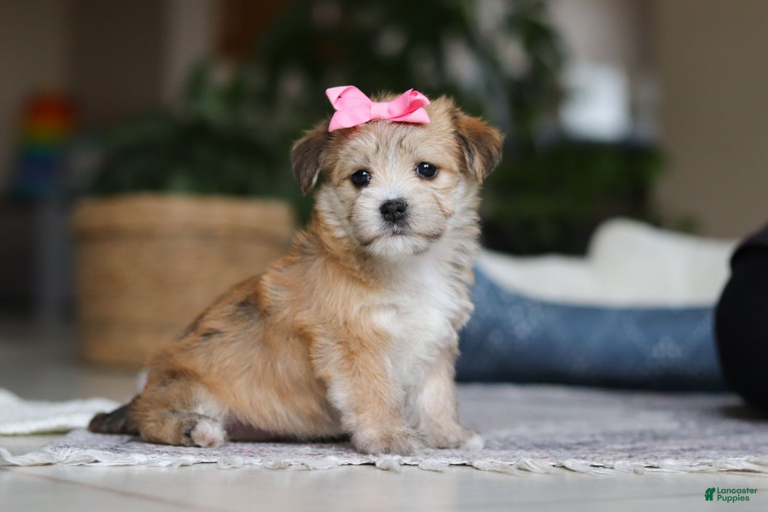 Morkie dogs for sale: Lola - Ad 5