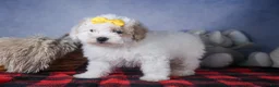Bichpoo dogs for sale: Snowflake - Ad 16