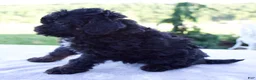 Mini Bernedoodle dogs for sale: Ford - Ad 4