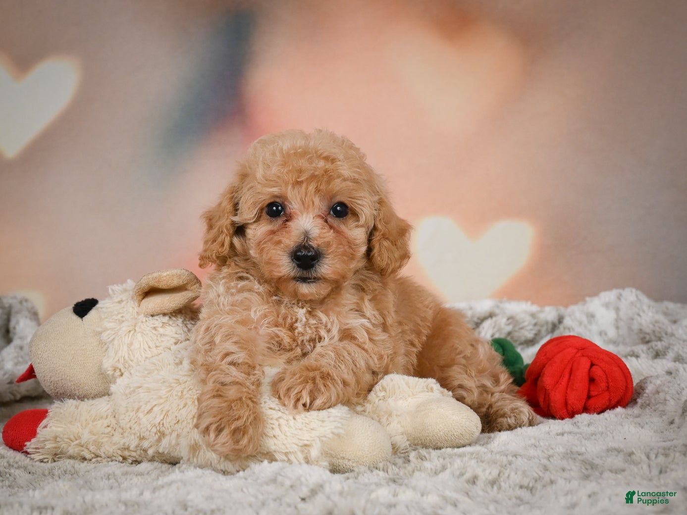 Toy Poodle dogs for sale: Archie  - Ad 1