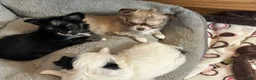 Chihuahua dogs for sale: Chihuahua Puppy 1 - Ad 8