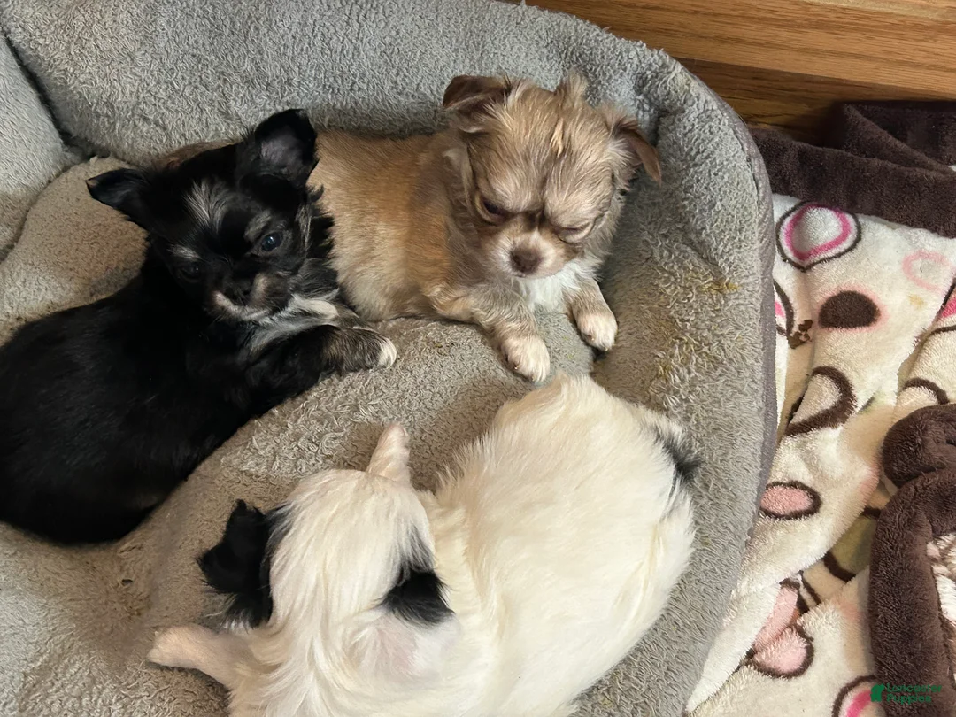 Chihuahua dogs for sale: Chihuahua Puppy 1 - Ad 8