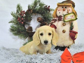 Miniature Dachshund dogs - Ad 32