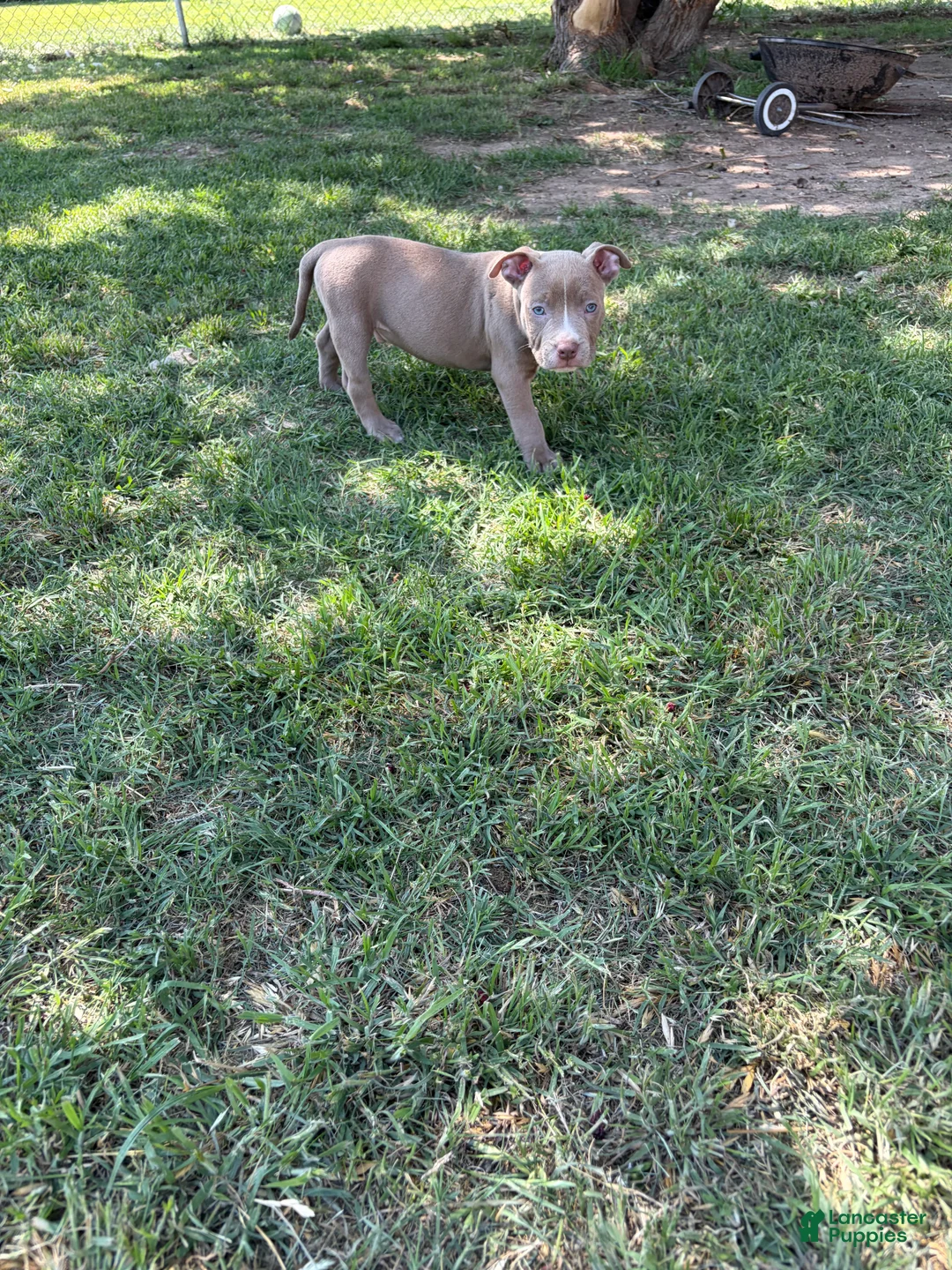 American Bully dogs for sale: American Bully Puppy 2 - Ad 2