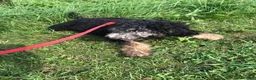 Goldendoodle dogs for sale: Midnight - Ad 3