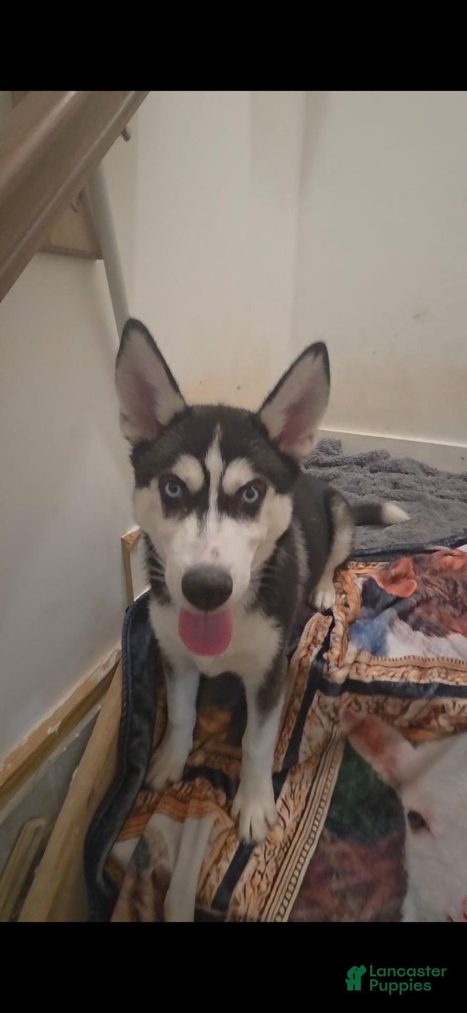 Siberian Husky dogs Kongo - Ad 21