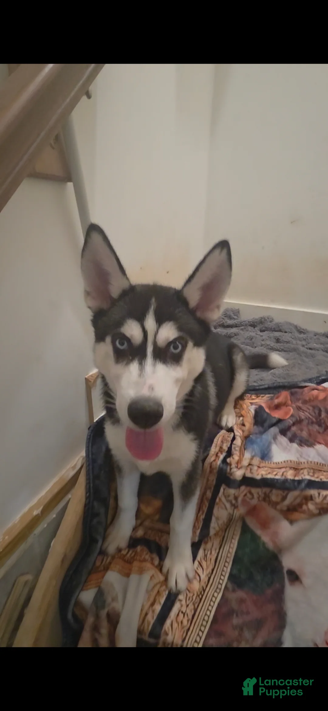 Siberian Husky dogs for sale: Kongo - Ad 1