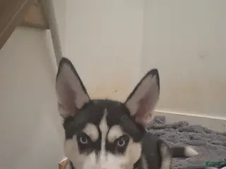 Siberian Husky dogs Kongo - Ad 20