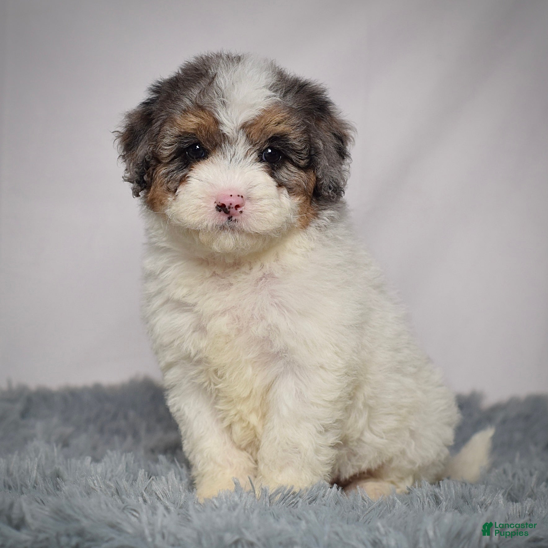 Mini Goldendoodle dogs Ms. Nadia - Ad 22