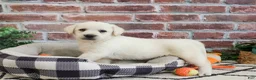 Labrador Retriever dogs for sale: Webber  - Ad 2