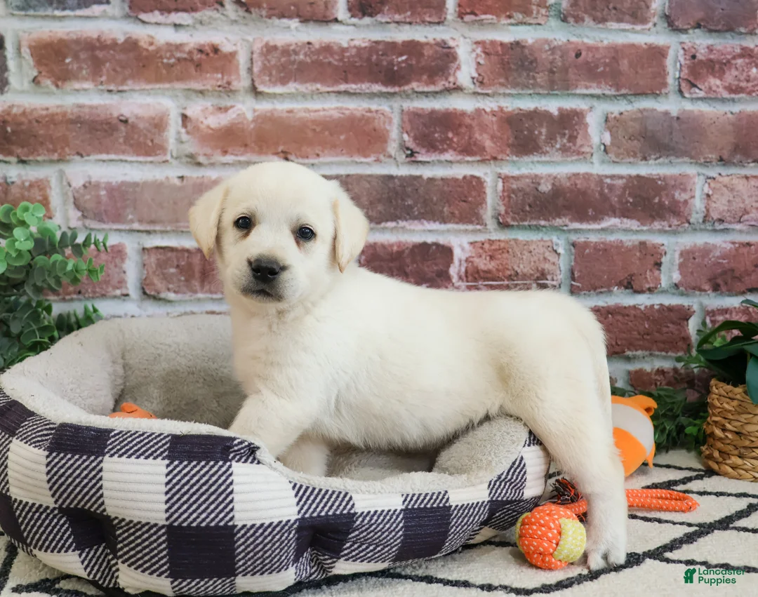 Labrador Retriever dogs for sale: Webber  - Ad 2