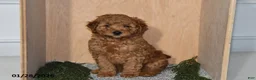Mini Goldendoodle dogs for sale: Rex - Ad 1