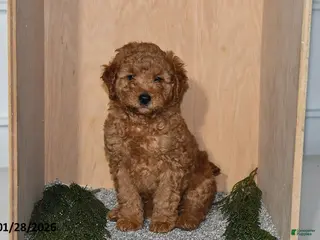 Mini Goldendoodle dogs Rex - Ad 29