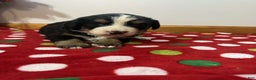 Bernese Mountain Dog dogs for sale: Berry - Ad 2