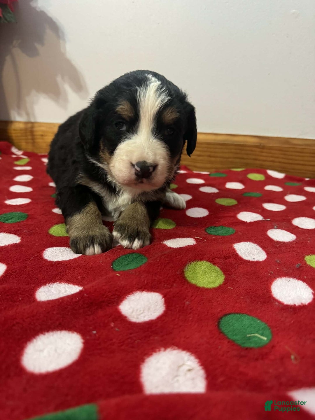 Bernese Mountain Dog dogs for sale: Berry - Ad 2