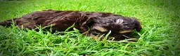Havapoo dogs for sale: Vixen - Ad 11