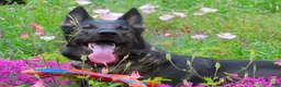 German Shepherd dogs for sale: Purple Boy - Ad 7