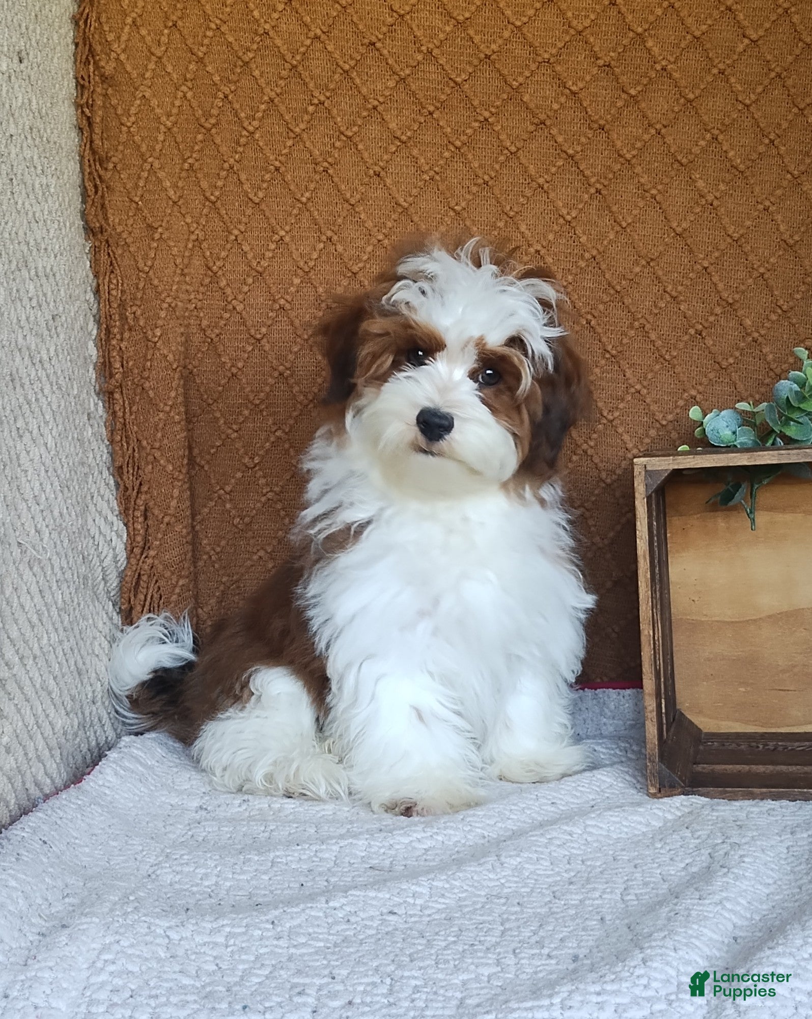 Havanese dogs for sale: Theo  - Ad 1