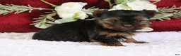 Yorkshire Terrier dogs for sale: Diamond - Ad 1