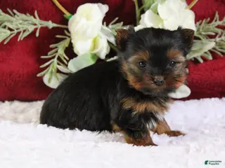 Yorkshire Terrier dogs Diamond - Ad 42