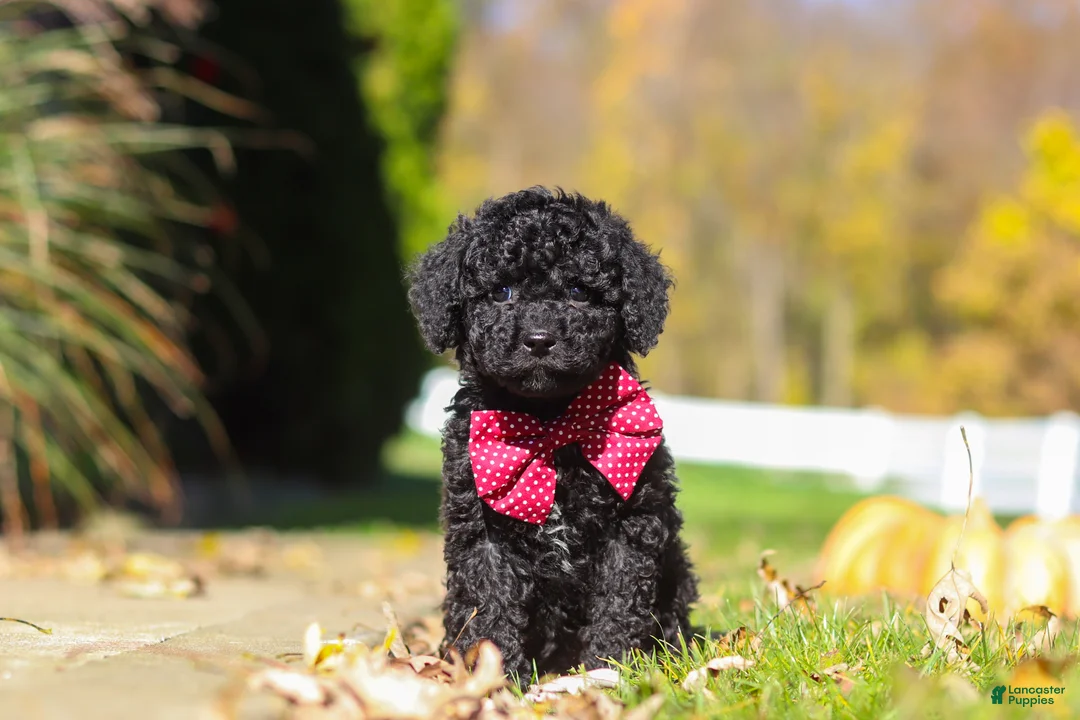 Cavapoo dogs for sale: Quinn - Ad 1