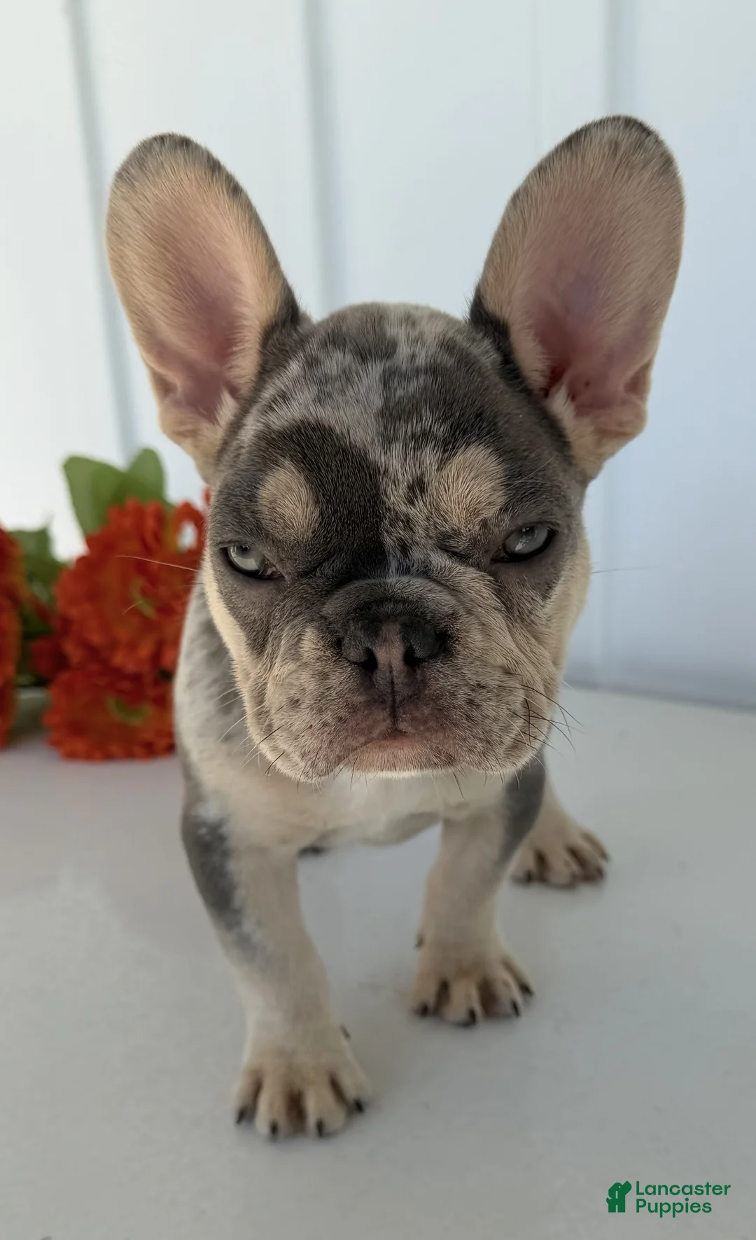French Bulldog dogs for sale: Debi - Ad 2