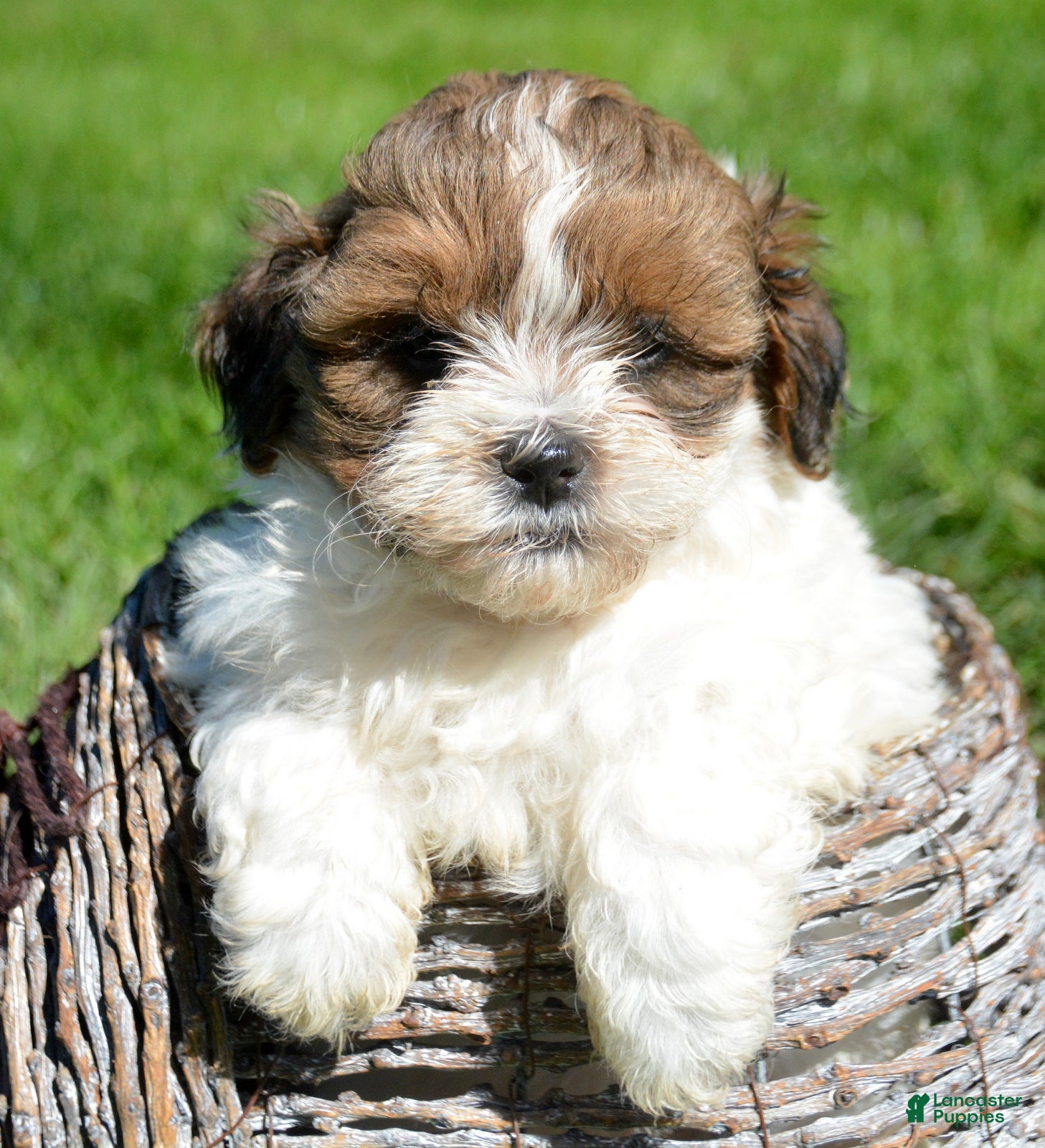 Shihpoo dogs Sara Shihpoo 4 - Ad 1