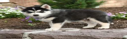 Pomsky dogs for sale: Thor - Ad 4