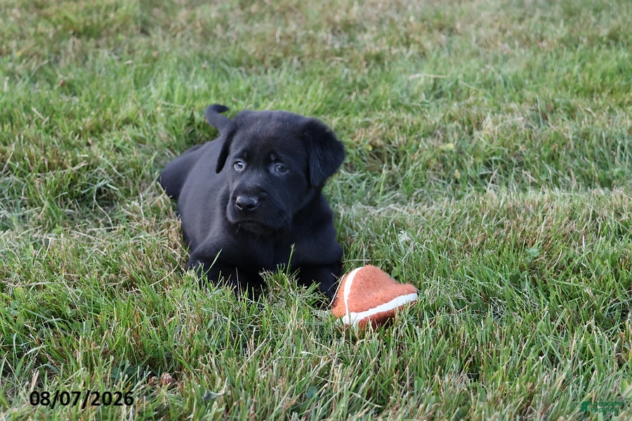 Goldador dogs Ranger - Ad 2