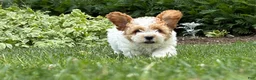 Cockapoo dogs for sale: Daisy  - Ad 3